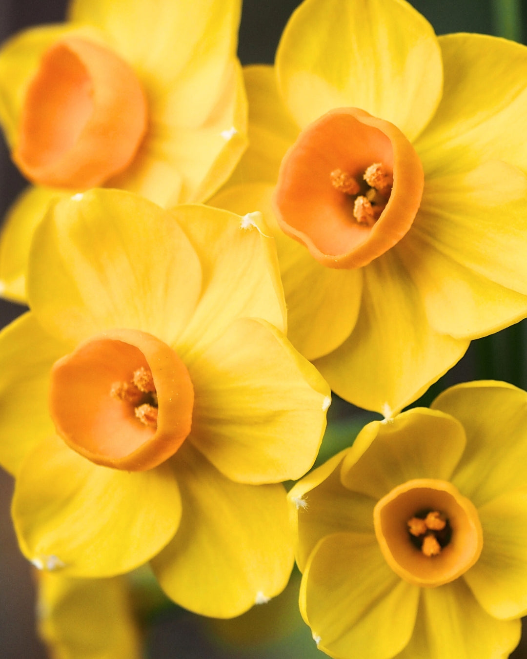 Daffodils