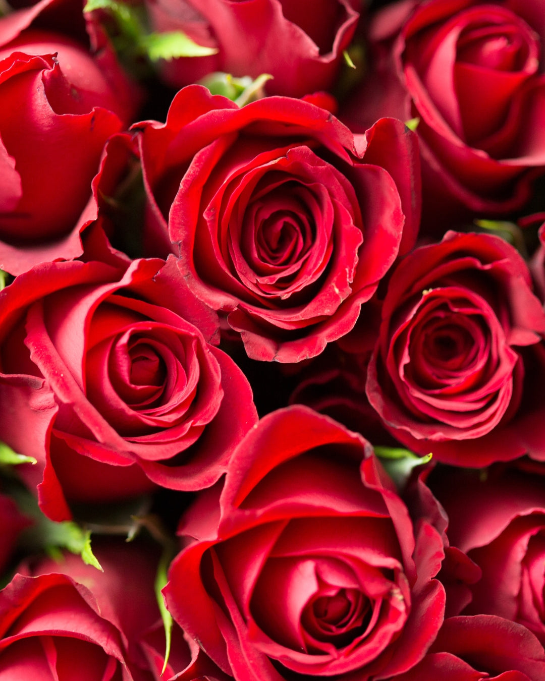Sympathy Red Roses + Vase